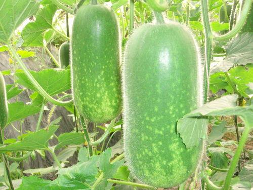 网红大瓜博雅吃瓜视频最全观看